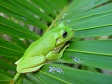 Green Tree Frog on Leaf.jpg